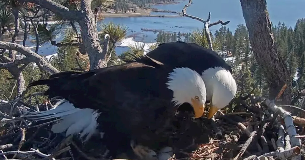 First egg tended by internet-famous bald eagle pair may not hatch