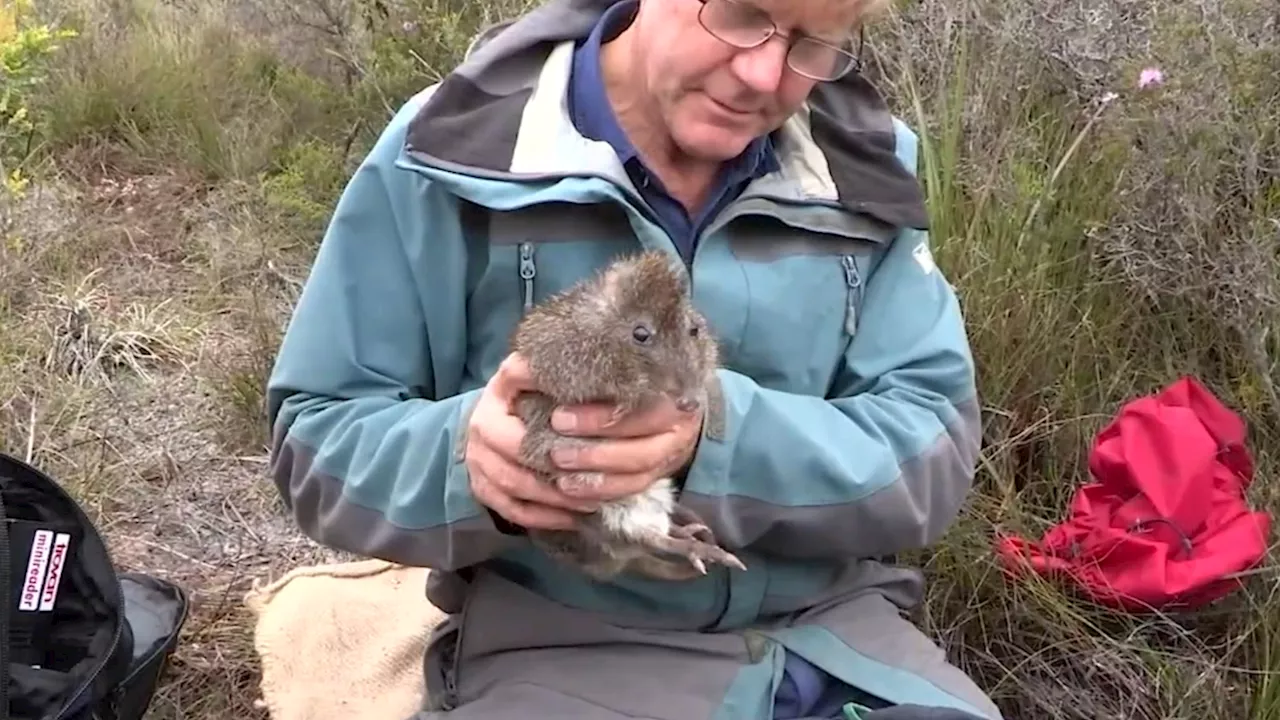 Hope for one of Australia’s most critically endangered animals