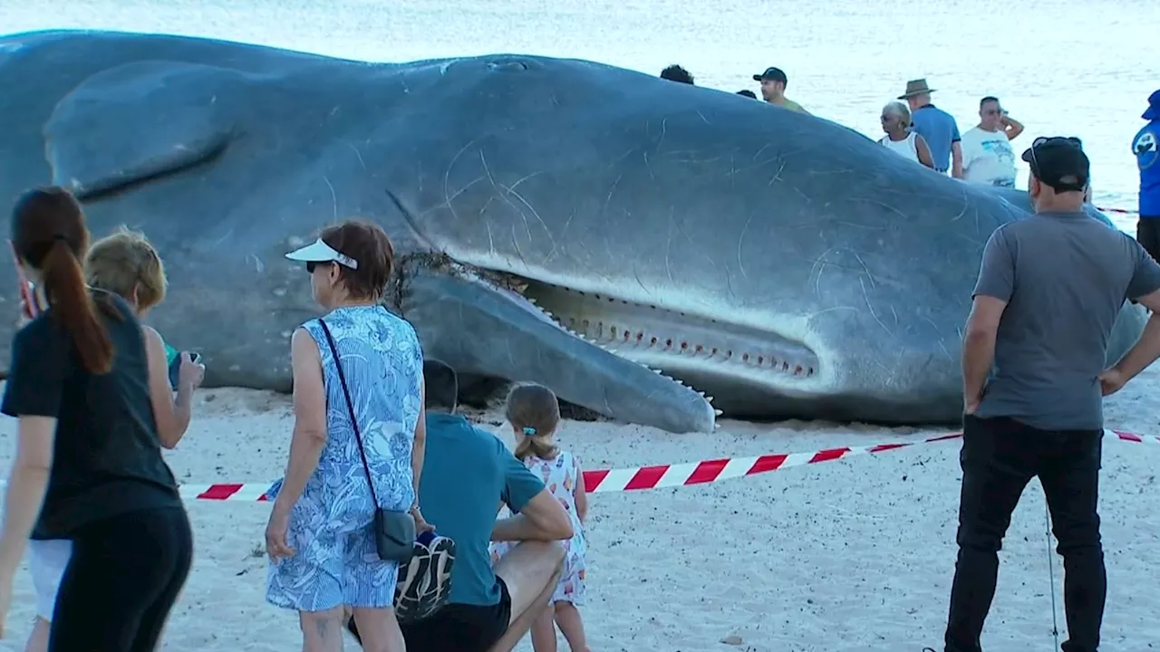 Large beached whale draws a crowd in Adelaide