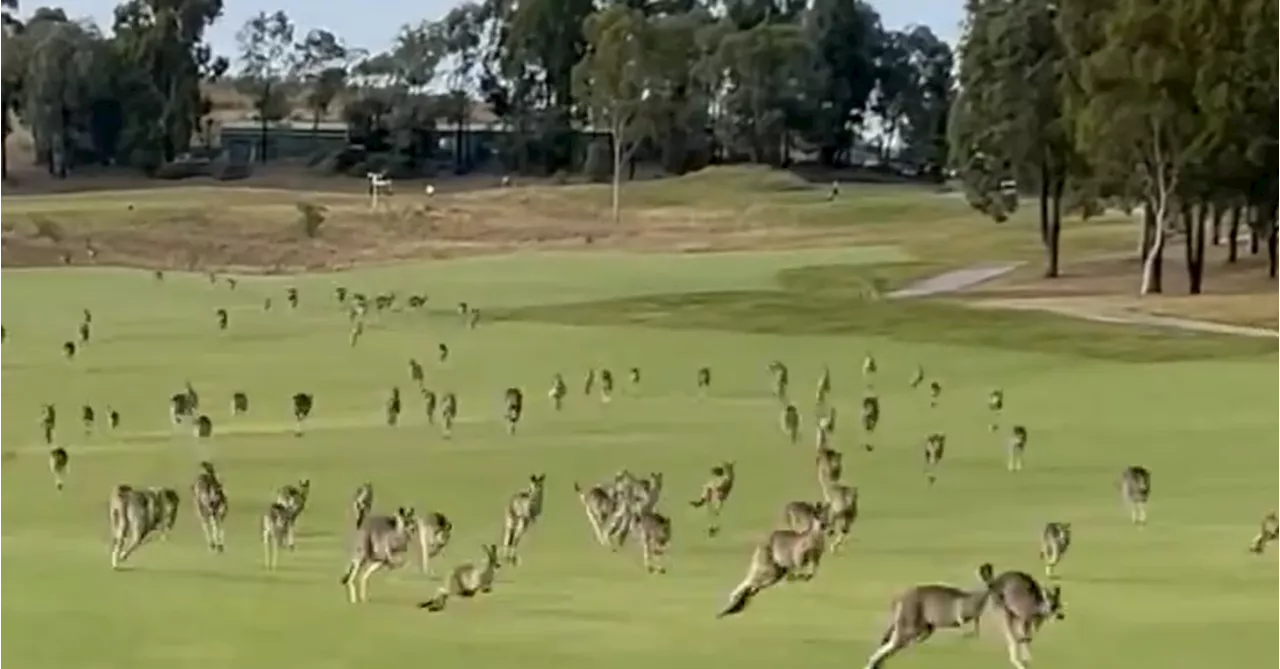 Mob of hopping kangaroos invade Victorian golf course