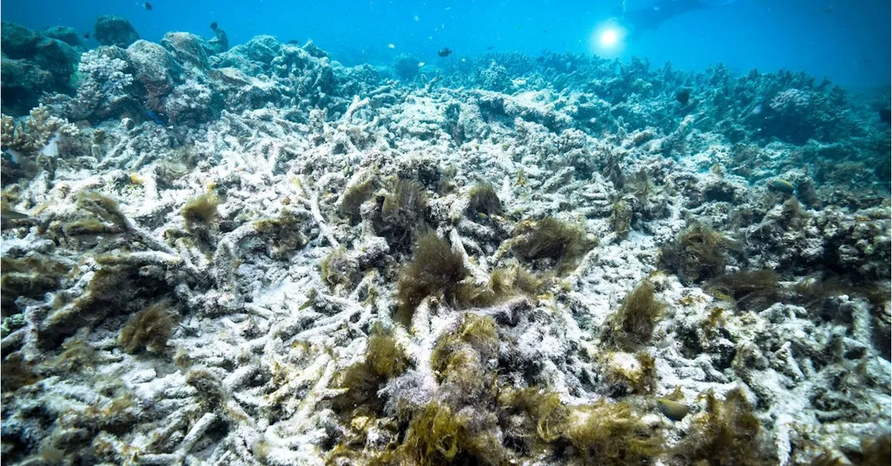 Tanya Plibersek confirms seventh mass bleaching event on Great Barrier Reef