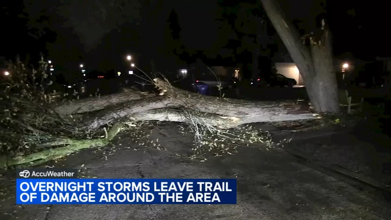 Chicago weather: Storms knock down trees, bring heavy rain across area