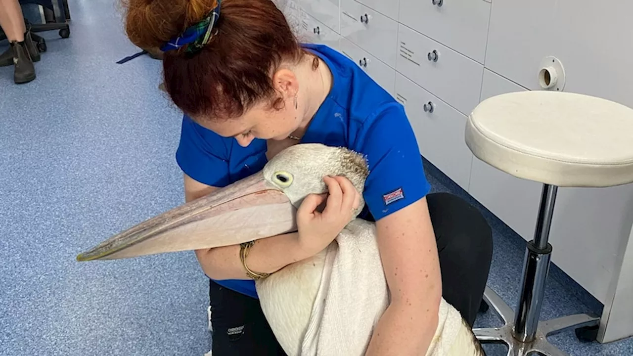 Byron Bay fishermen come to rescue of injured pelican at wildlife hospital