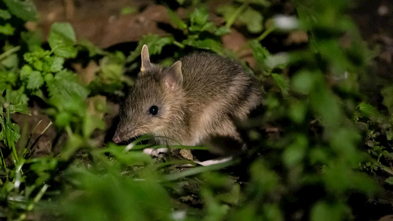 Eastern barred bandicoots thrive on fox-free Phillip Island after close call with extinction