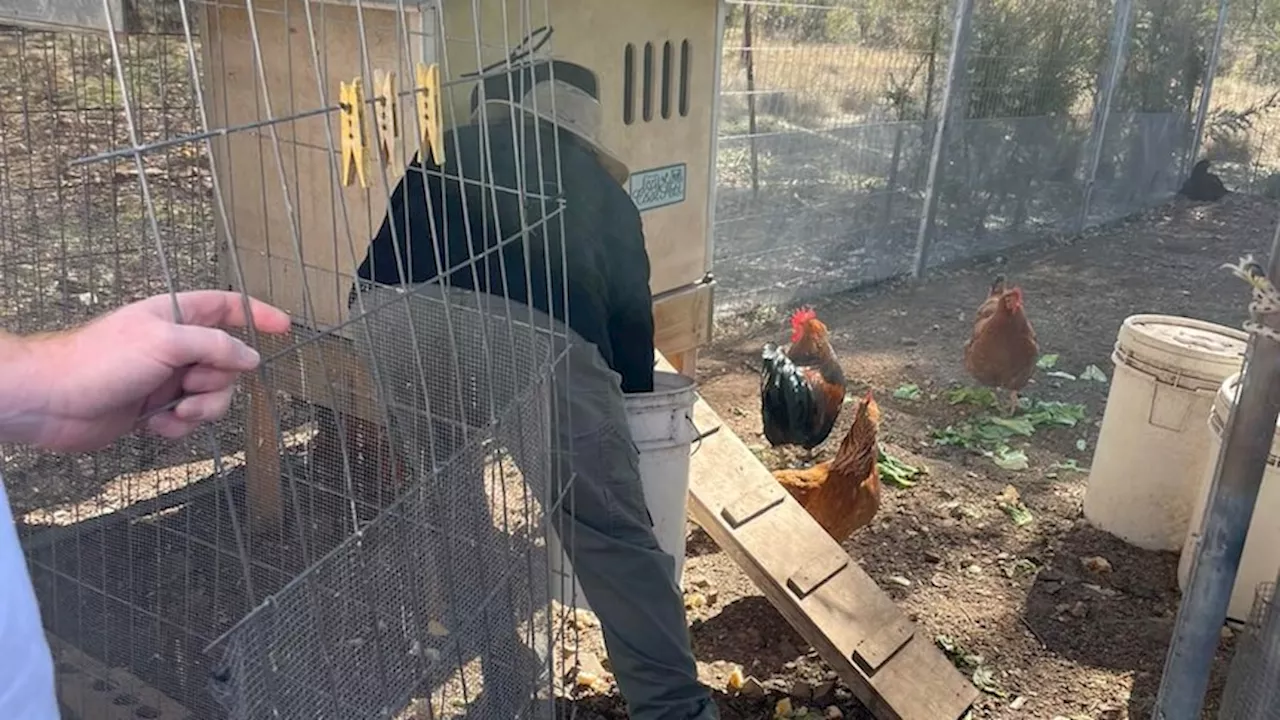 Police investigating chickens allegedly killed after break-in at animal sanctuary just outside Canberra