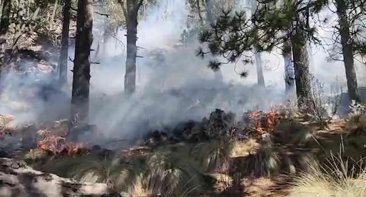 Incendio activo en el Pico de Orizaba devasta áreas recién reforestadas