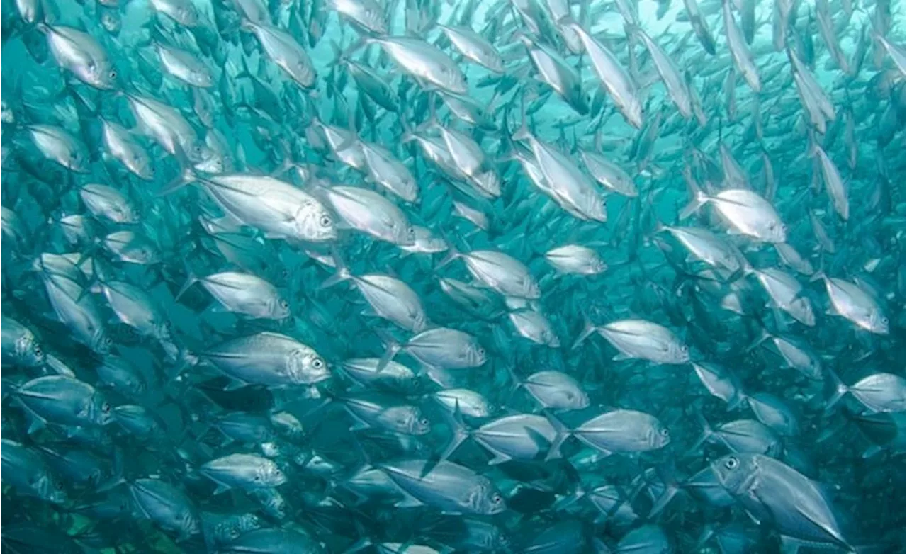 Liberia Takes Stock of Lagging Fish Sector