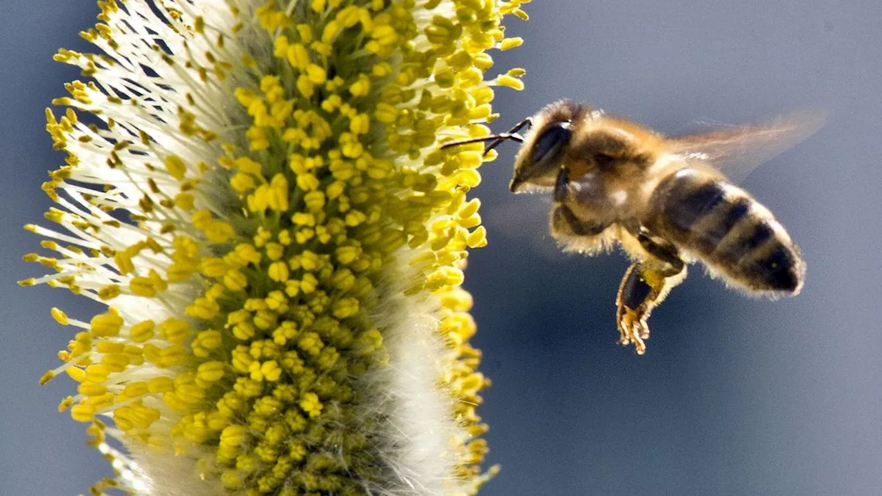 Vorfrühling und Frühblüher locken Bienen aus dem Stock