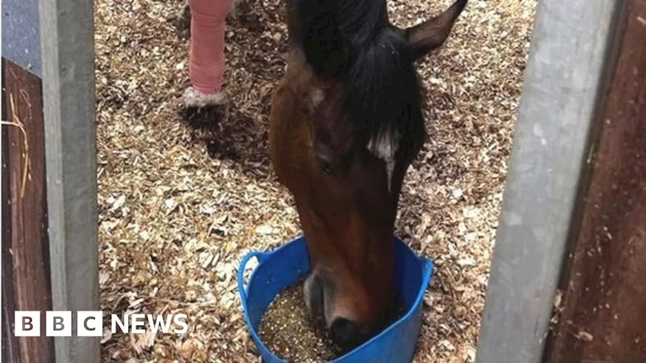 Man fined after dangerous dog attacked police horse in London park