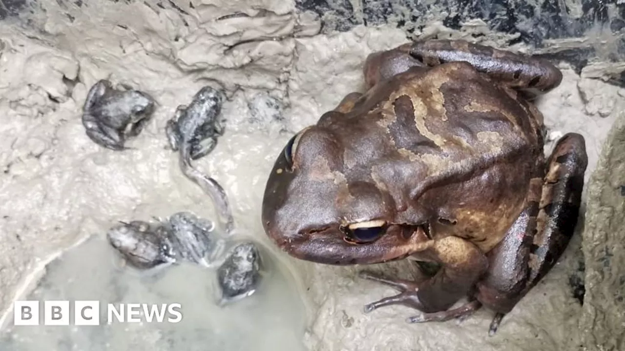 Caribbean Mountain frogs that taste like chicken born at London Zoo