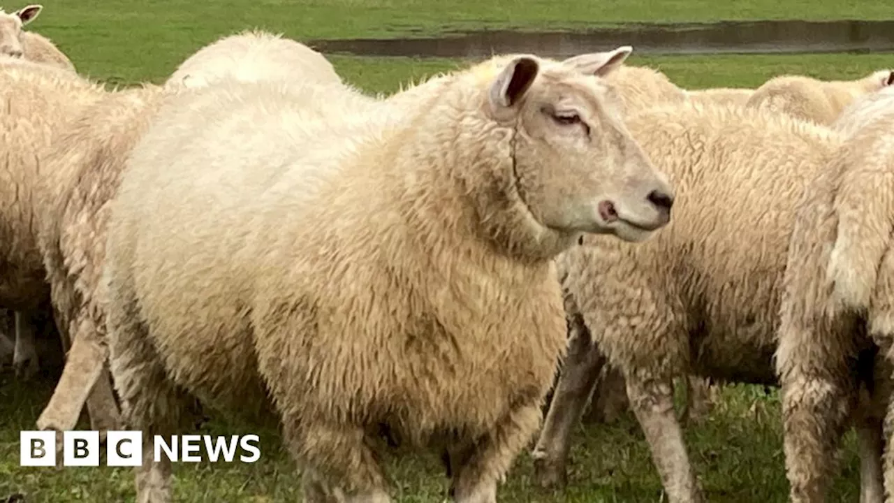 Dog walkers warned to heed lambing season