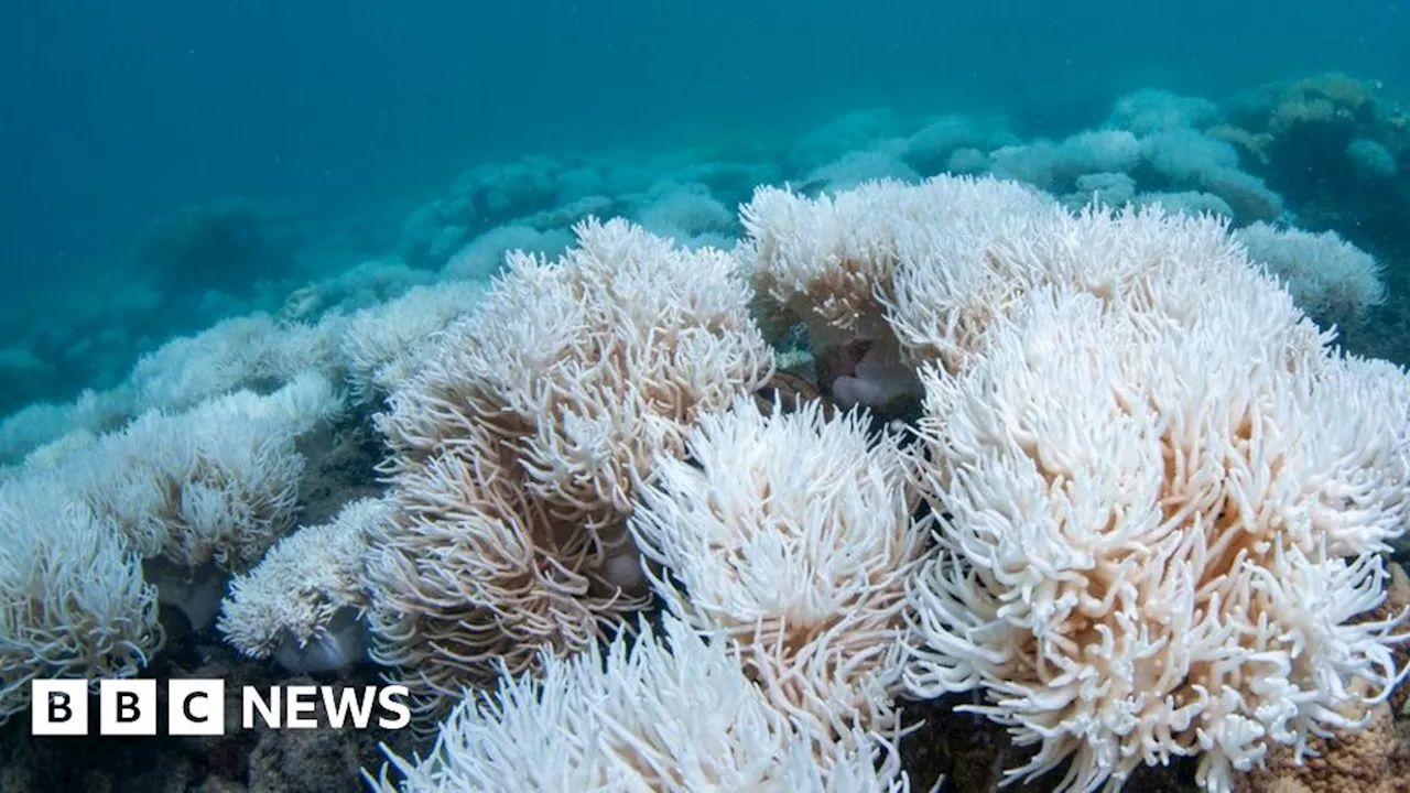 Great Barrier Reef: New mass bleaching event hits World Heritage site