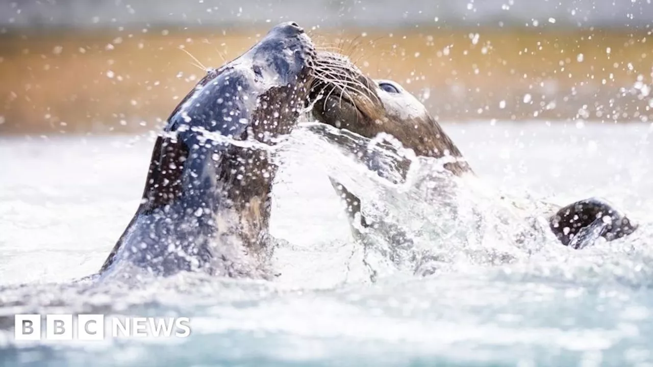 Rescued Essex seal pups' joy at first taste of deep water