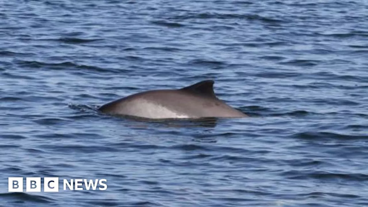 Study finds oil and gas platforms could make marine life move