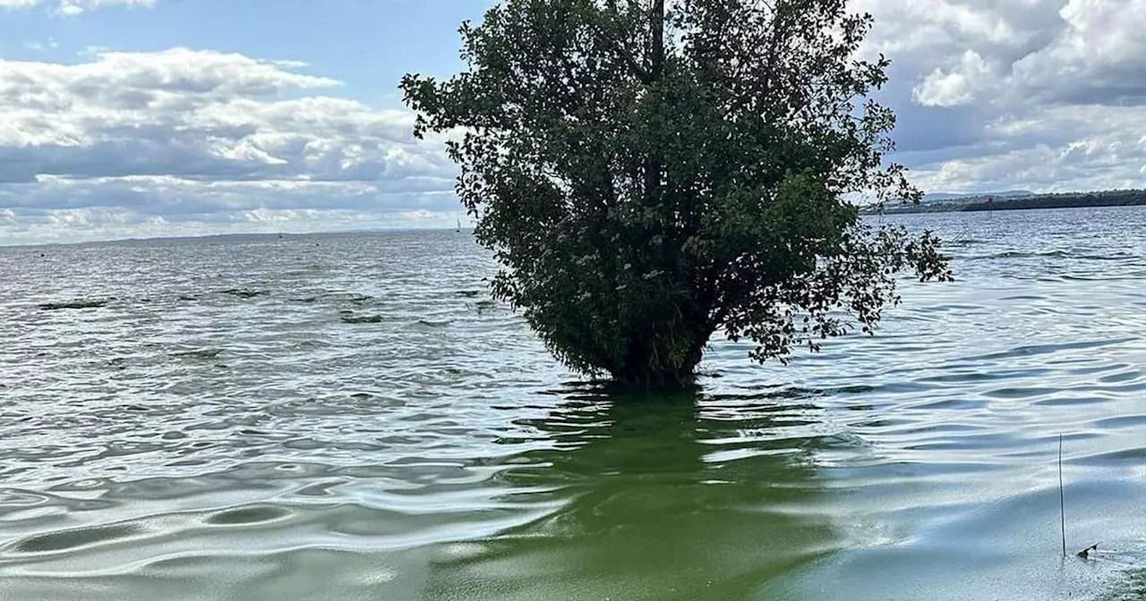 Lough Neagh fish 'safe to eat' after blue-green algae says Food Standards Agency