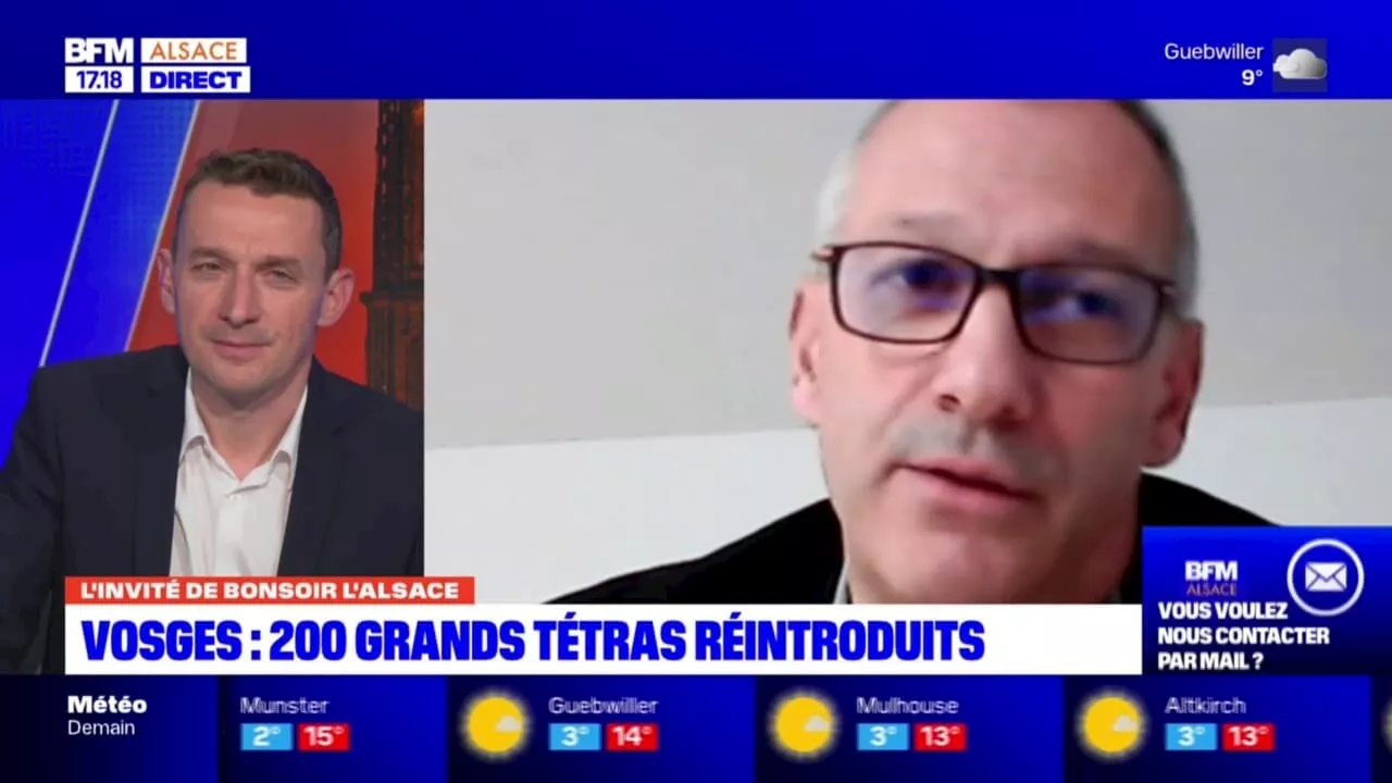 Seulement 8 grands tétras dans les Vosges en 2024