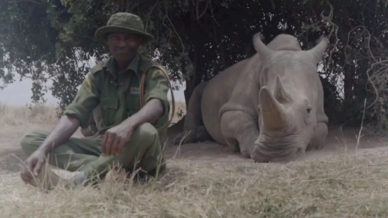 Nashorn sprengt Interview mit Mega-Furz