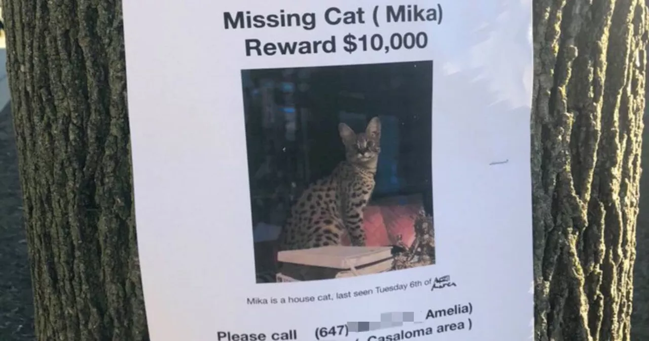 Someone just posted a $10k reward for a lost cat in Toronto