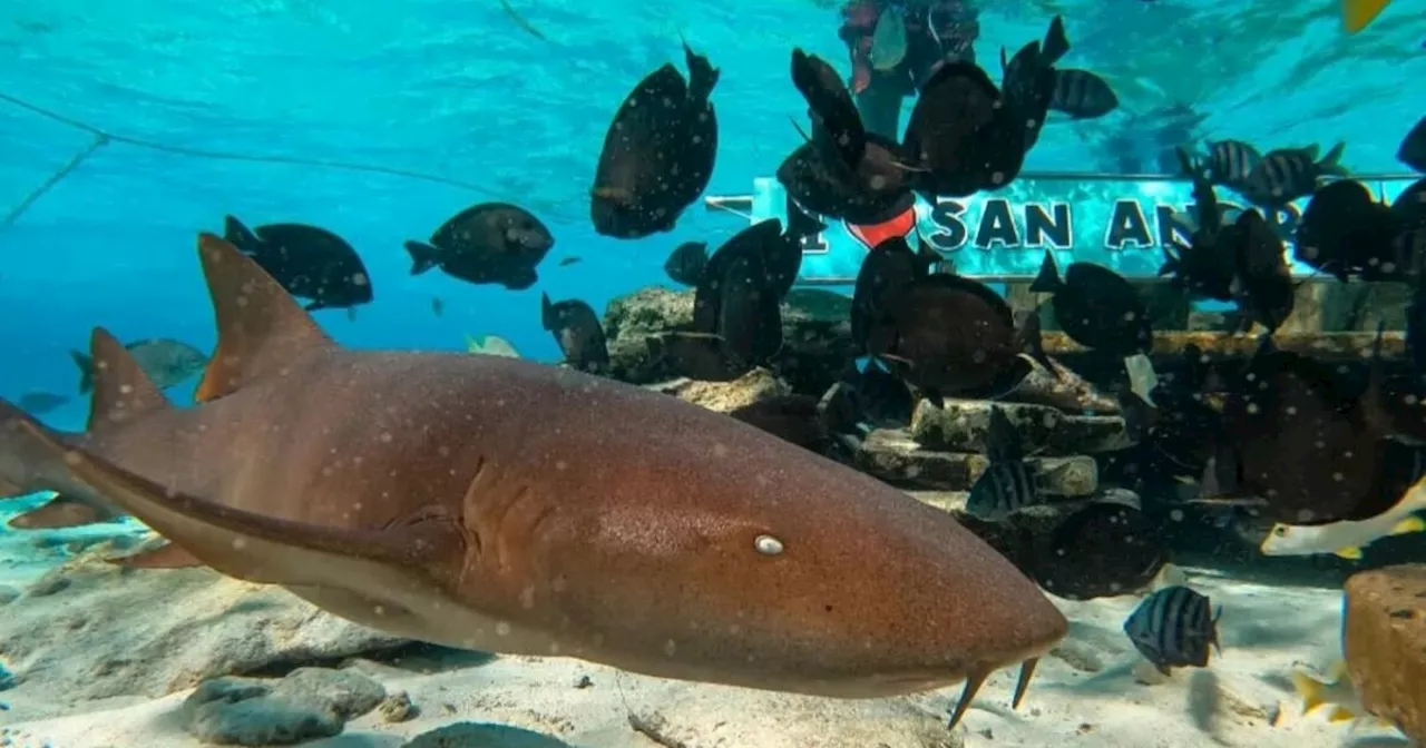 Hombre en San Andrés atraía a tiburones con comida para que turistas se tomaran fotos