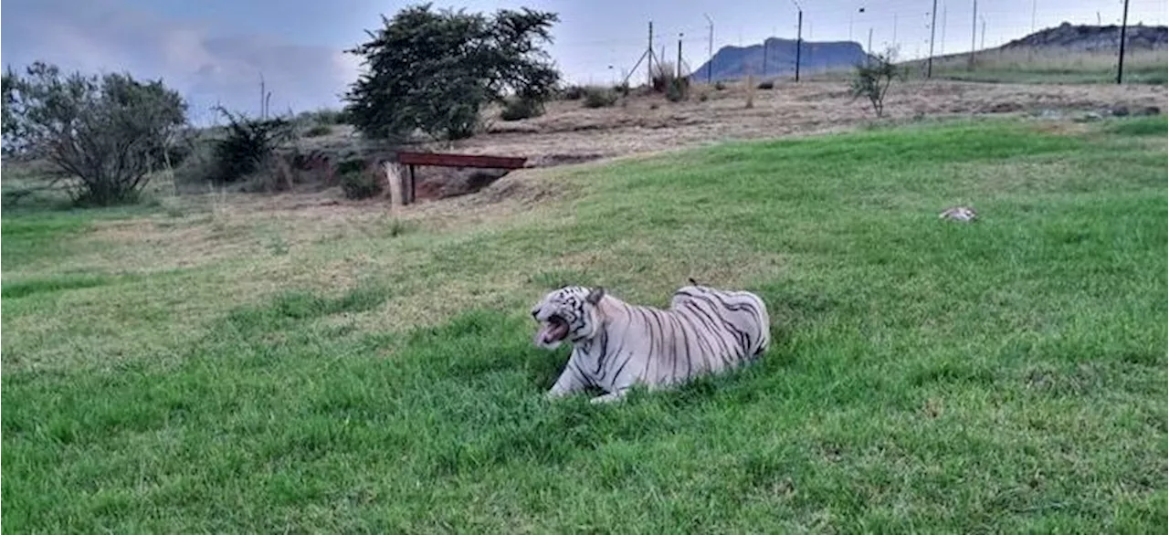 White Bengal tigers relocated to wildlife facility after being kept as pets