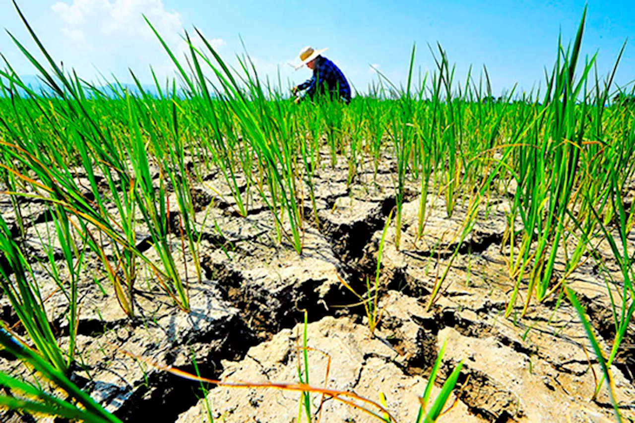 DTI urged to beef up watch against possible profiteering amid El Niño