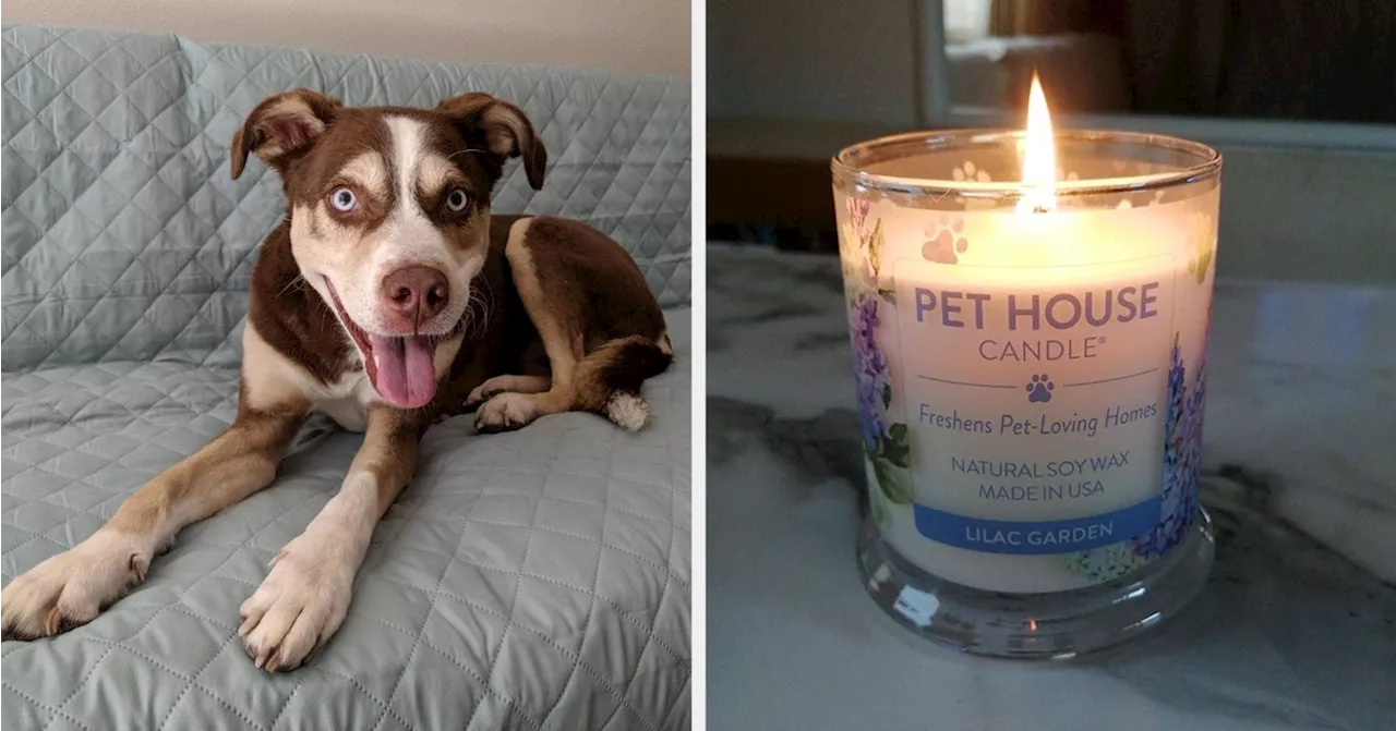 31 Problem-Solving Products For Unignorable Pet Woes