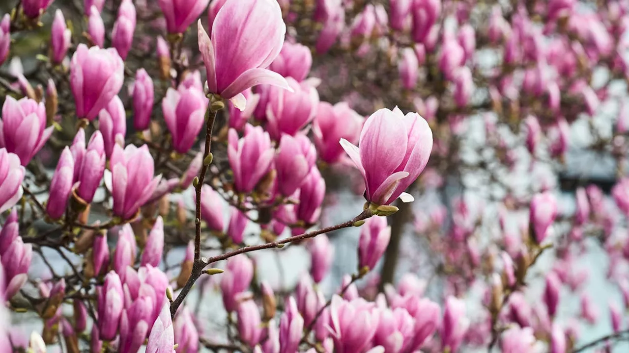 Eitle Blüten und Kratzen im Hals: Jetzt kommen wieder die Lifestyle-Fotos mit den rosa Magnolien