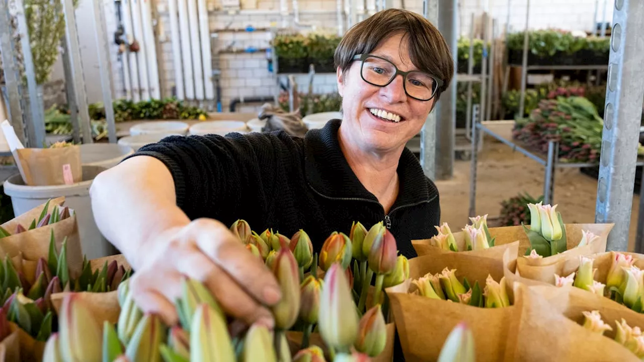 «Keine andere Blume gibt mehr zu tun als die Tulpe»: Bei der Tübacher Blumengärtnerin Heidi Kröni ist Hochsaison