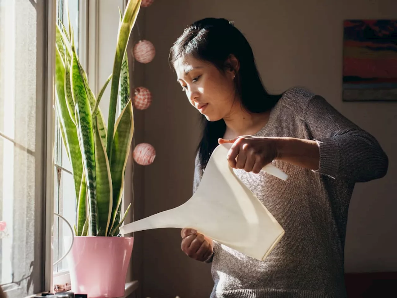 4 beneficios de tener la planta ‘lengua de suegra’ en la habitación según japoneses