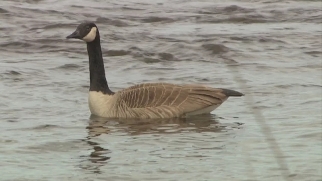 Is it spring yet? Some animals think so