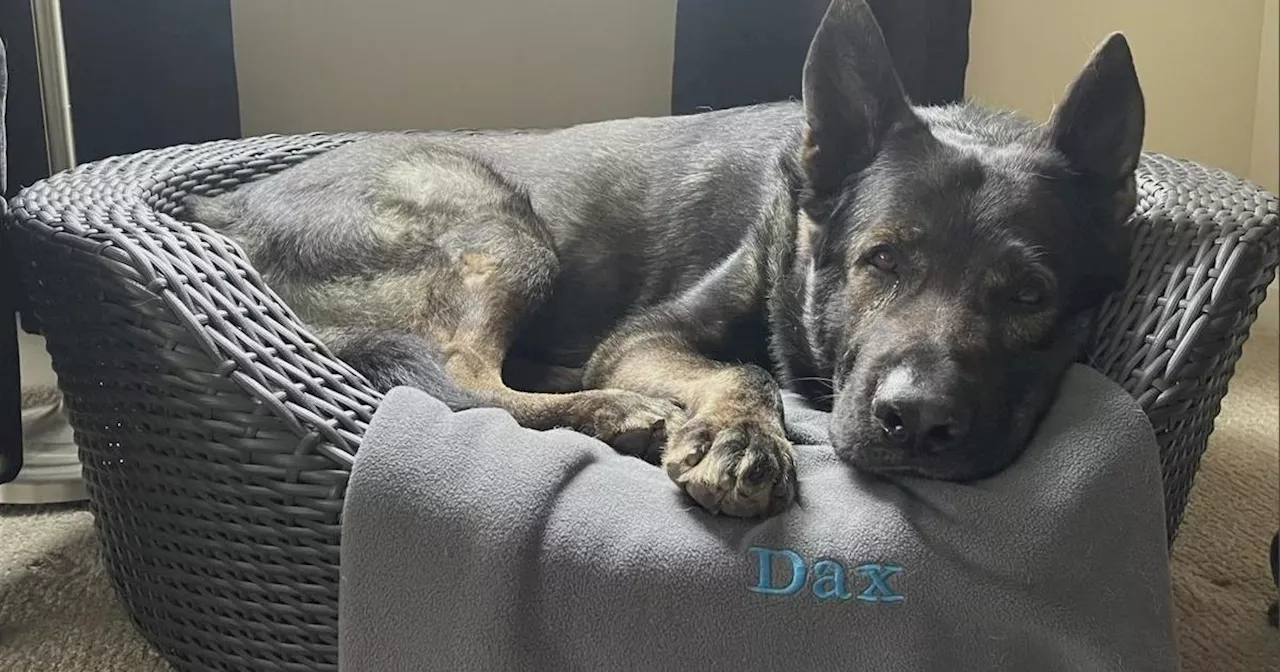 Lake County Sheriff's K9 Dax receives acupuncture after being injured