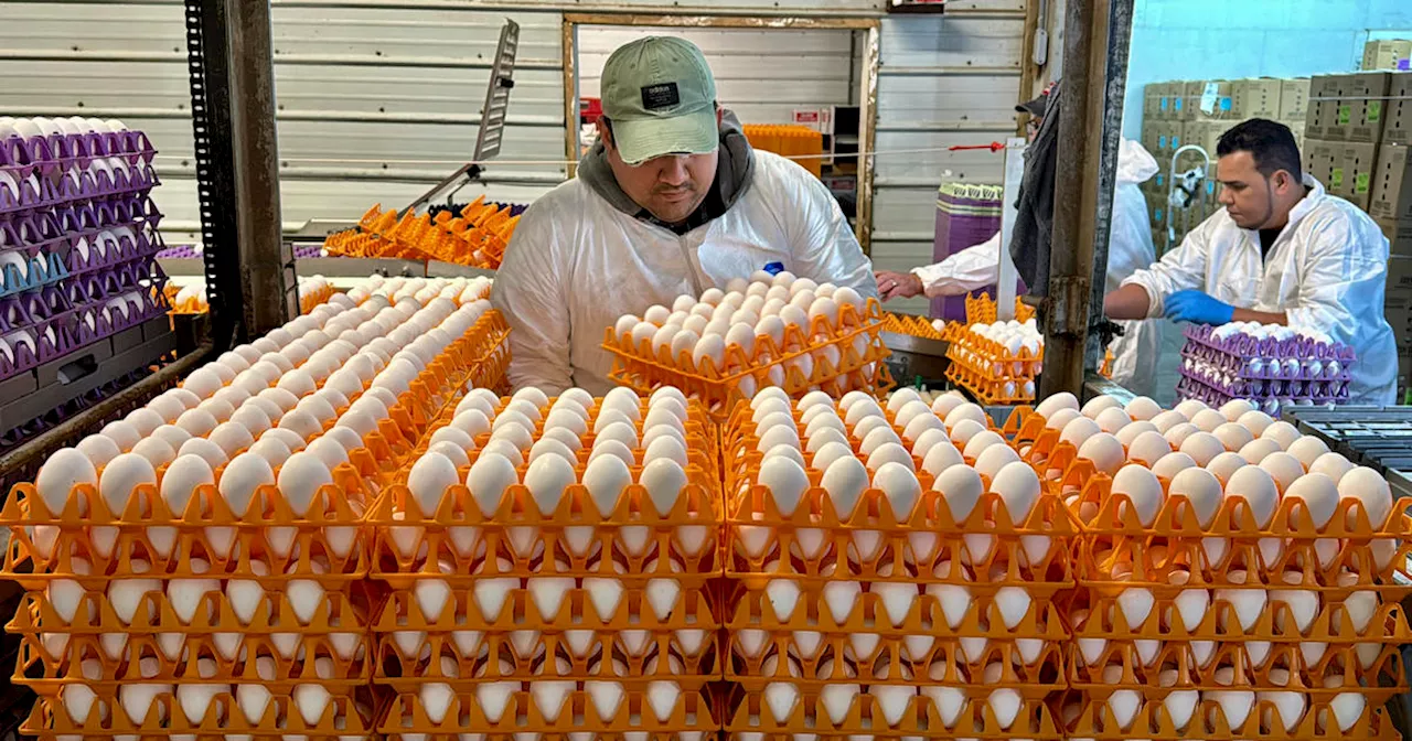 Avian flu is devastating farms in California's 'Egg Basket' as outbreaks roil poultry industry