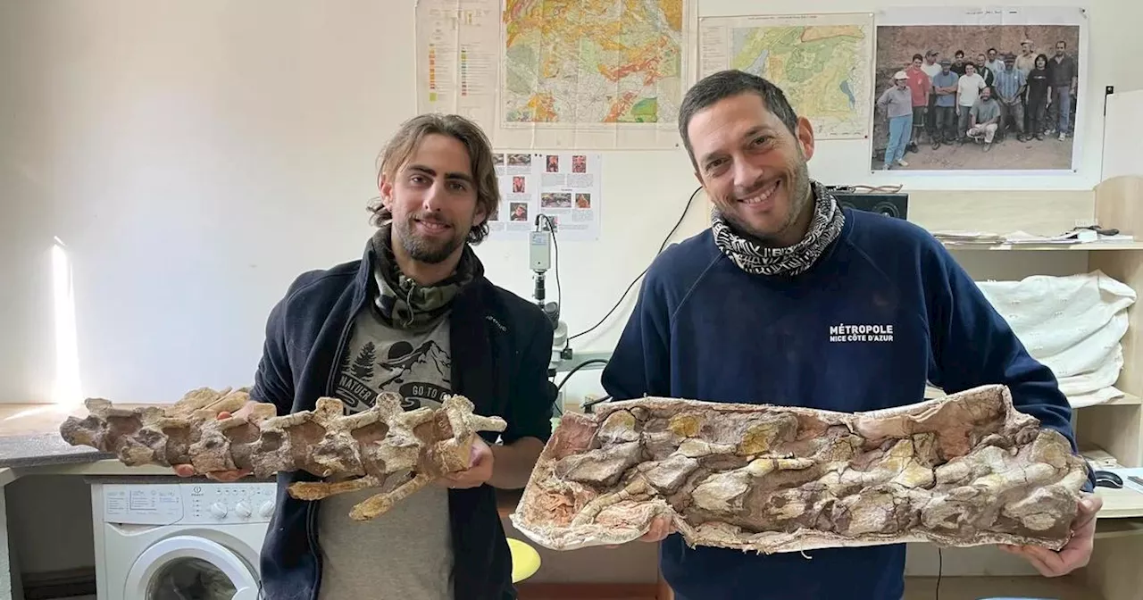 Man walking his dog finds nearly intact dinosaur skeleton in France