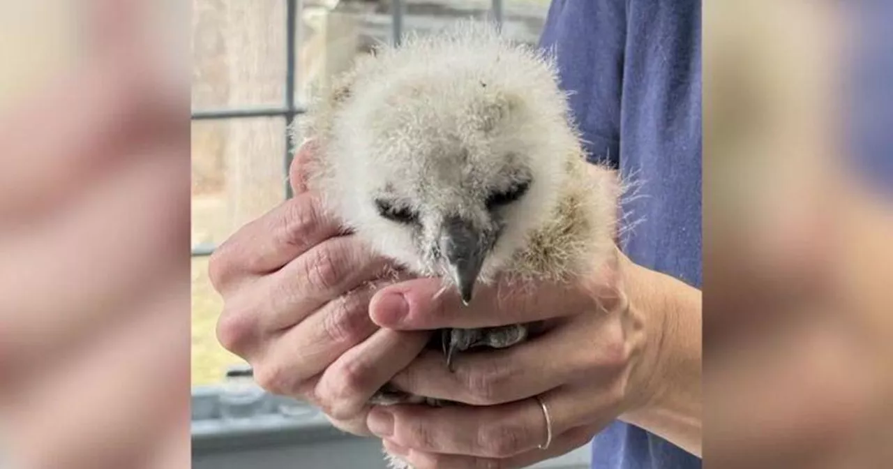 Baby owl, dubbed 'Flaco Jr.,' rescued and reunited with family after falling from Long Island nest