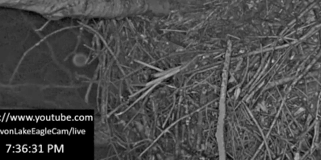 Egg #3 spotted in Avon Lake bald eagle nest