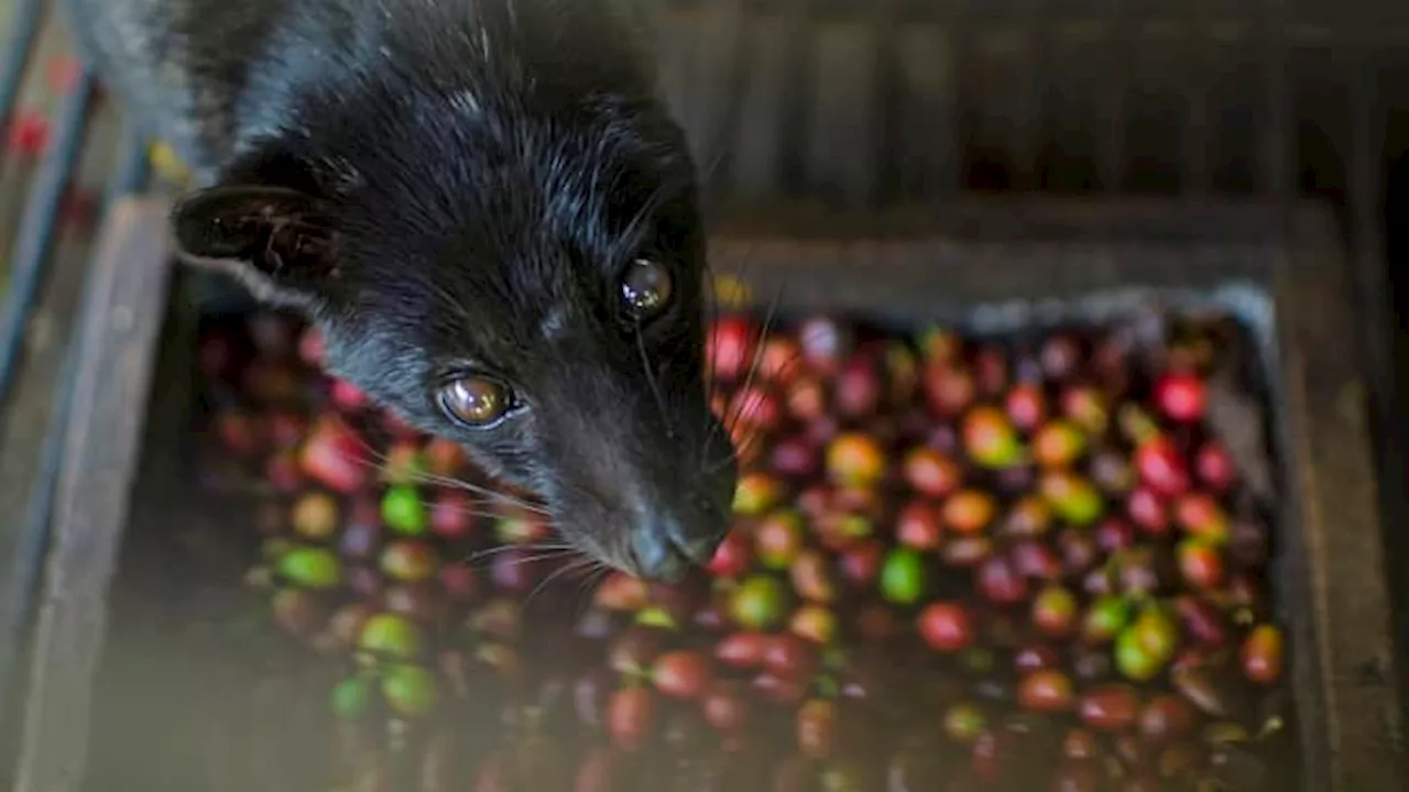 A new warning to Bali tourists: 'Stay away from civet coffee,' says PETA