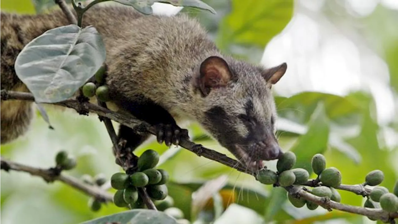 Turis di Bali Diminta Jangan Minum Kopi Luwak, Ada Apa?