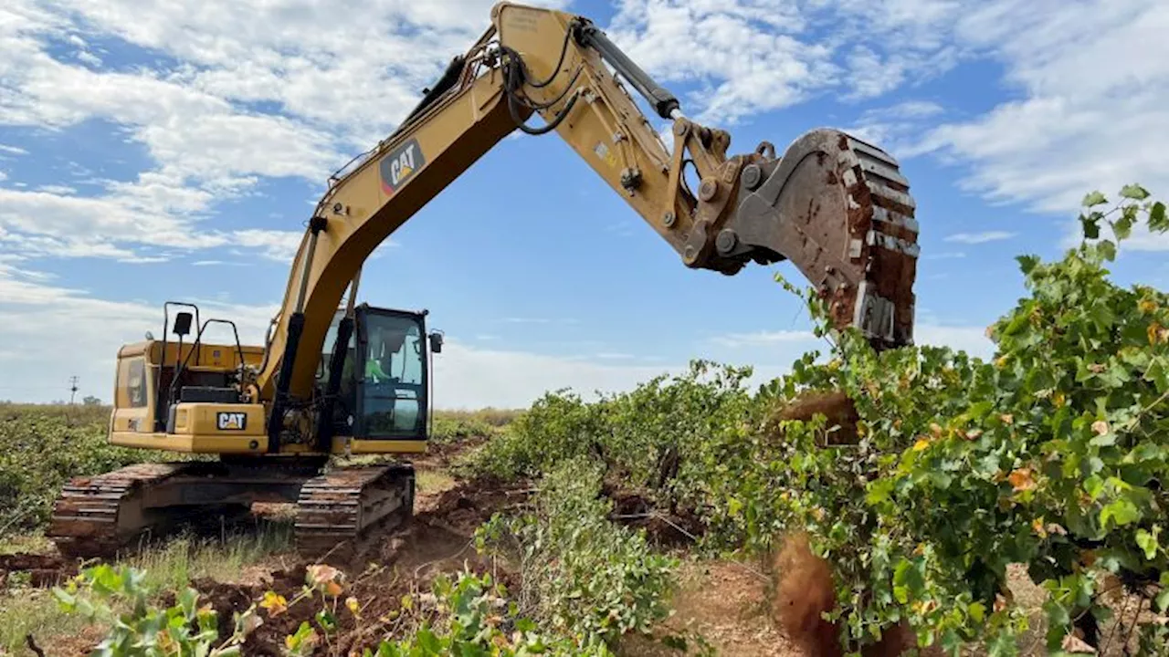 Australian farmers rip out millions of vines amid wine glut