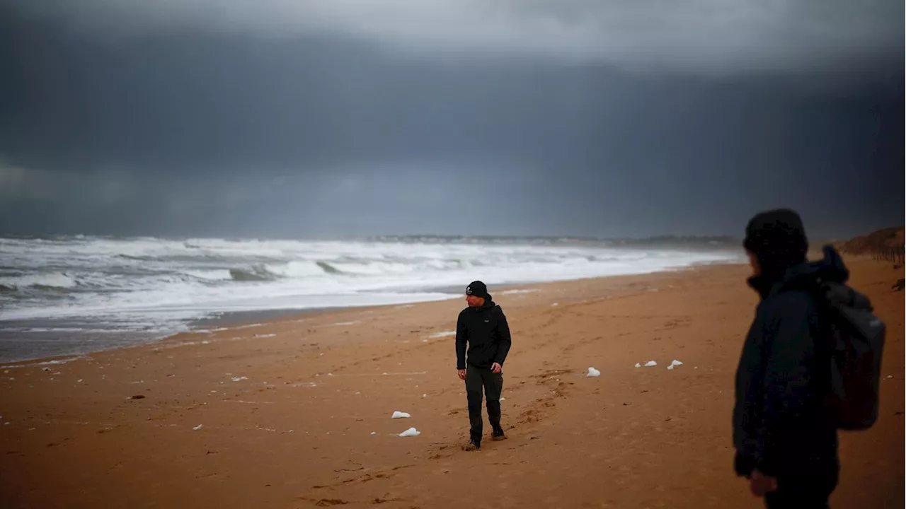 Aparecen más de 500 aves marinas muertas en la costa atlántica de Francia