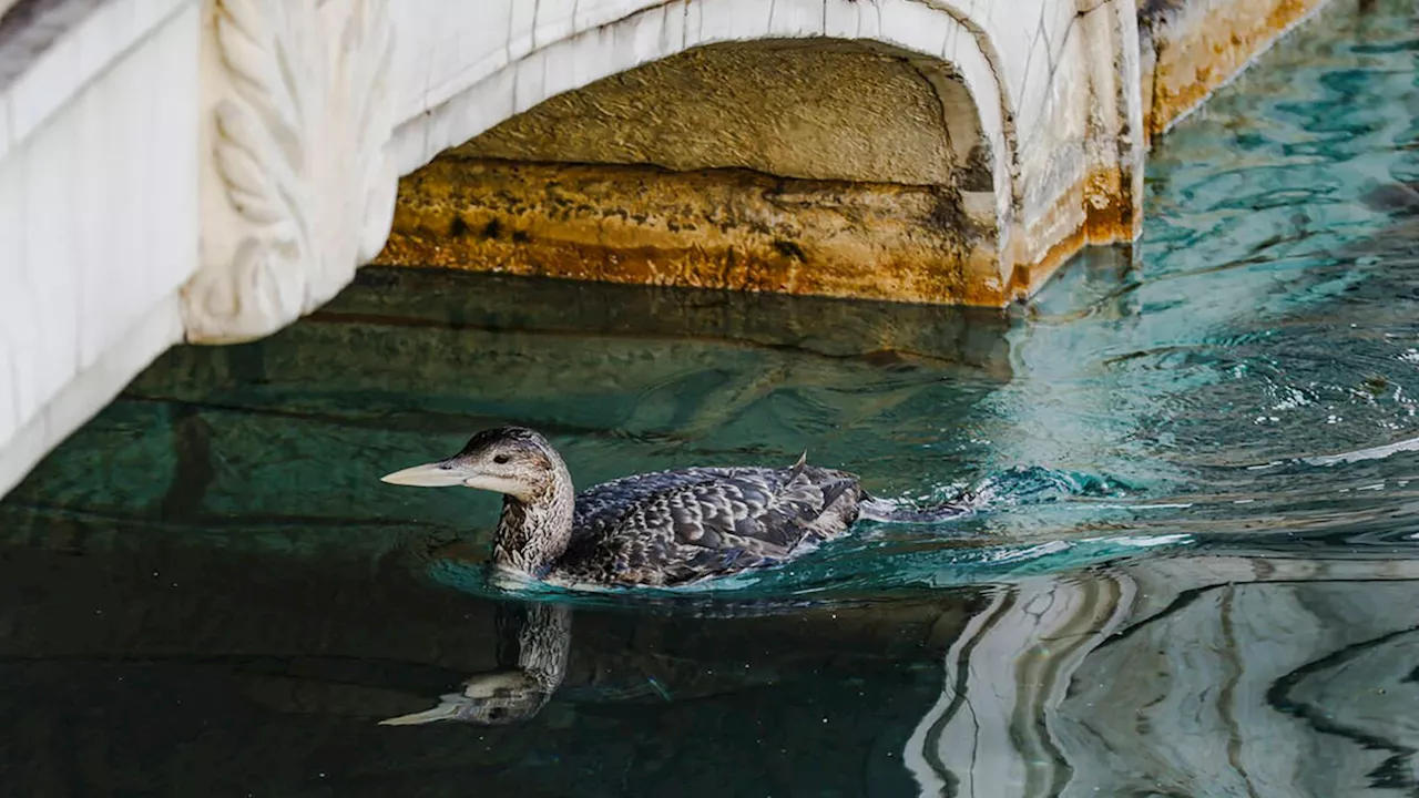 Las fuentes del Bellagio en Las Vegas se detuvieron por un inusual visitante