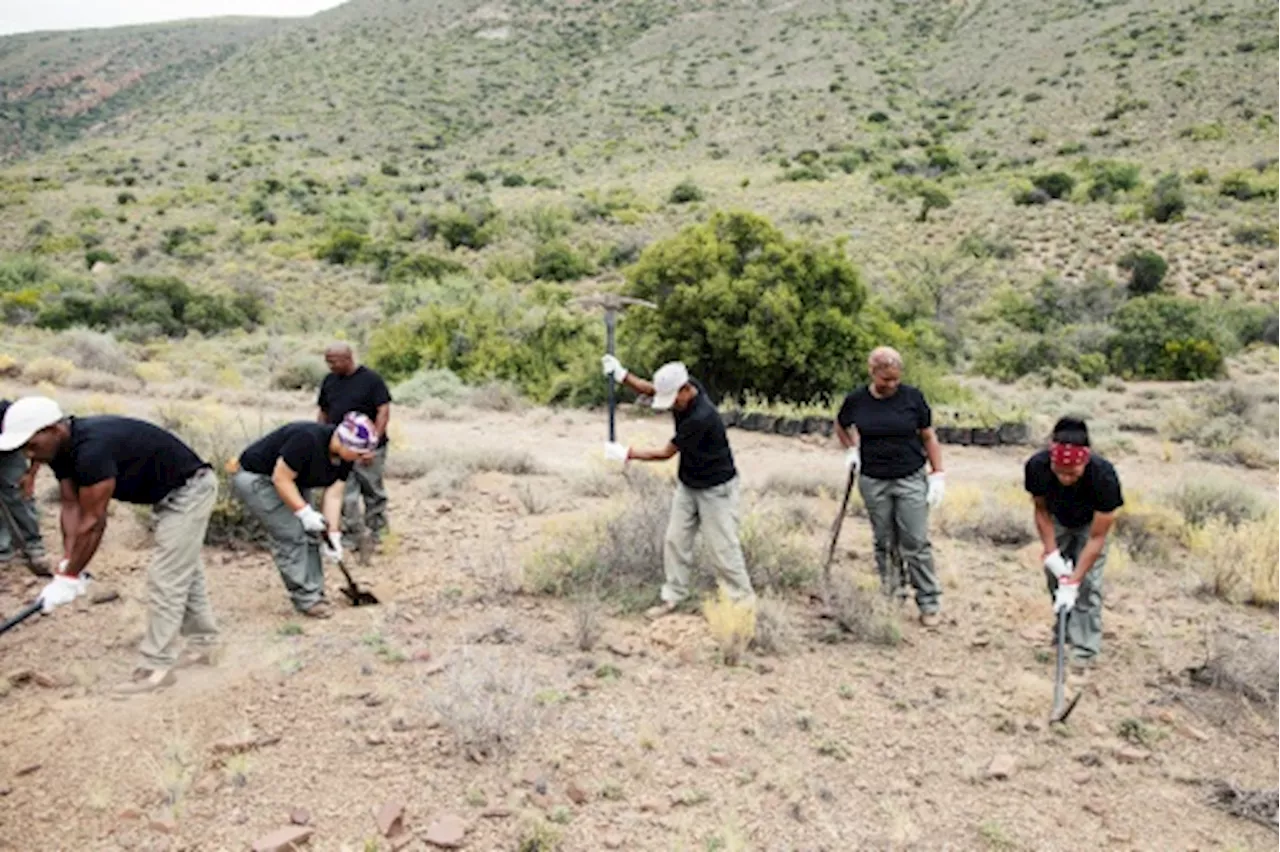 Le spekboom sud-africain, plante grasse piège à carbone