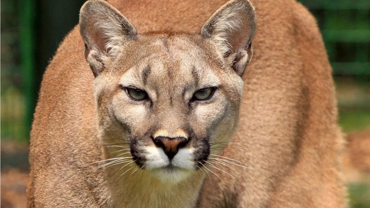 Parks Canada finds 'no signs of cougar activity' in aftermath of reported attack