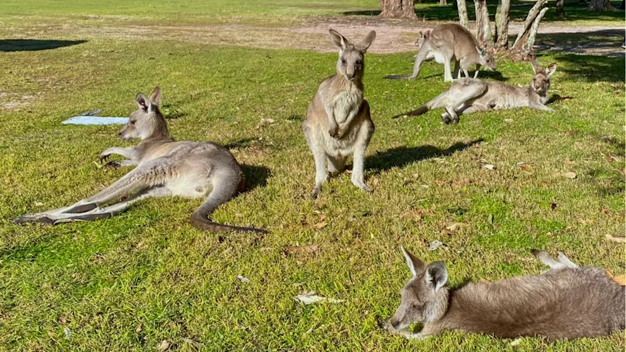 Mob of hopping kangaroos invade Australian golf course