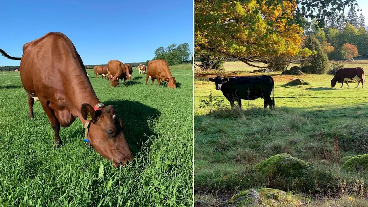 ANNONS: Bör djur och växtodling integreras i samma odlingslandskap?