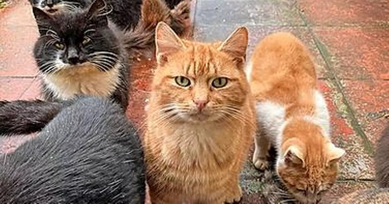 Feral cats running wild on Isle of Barra spark rescue operation