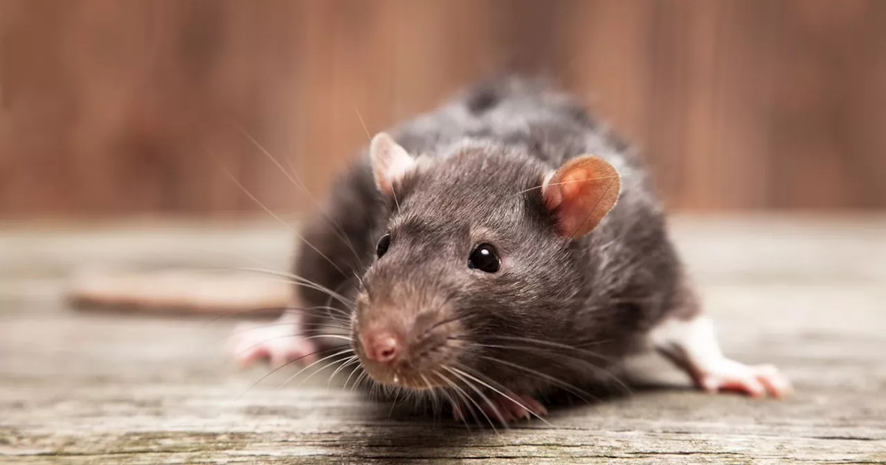 Gardeners urged to look out for signs of rats - and how to get rid naturally