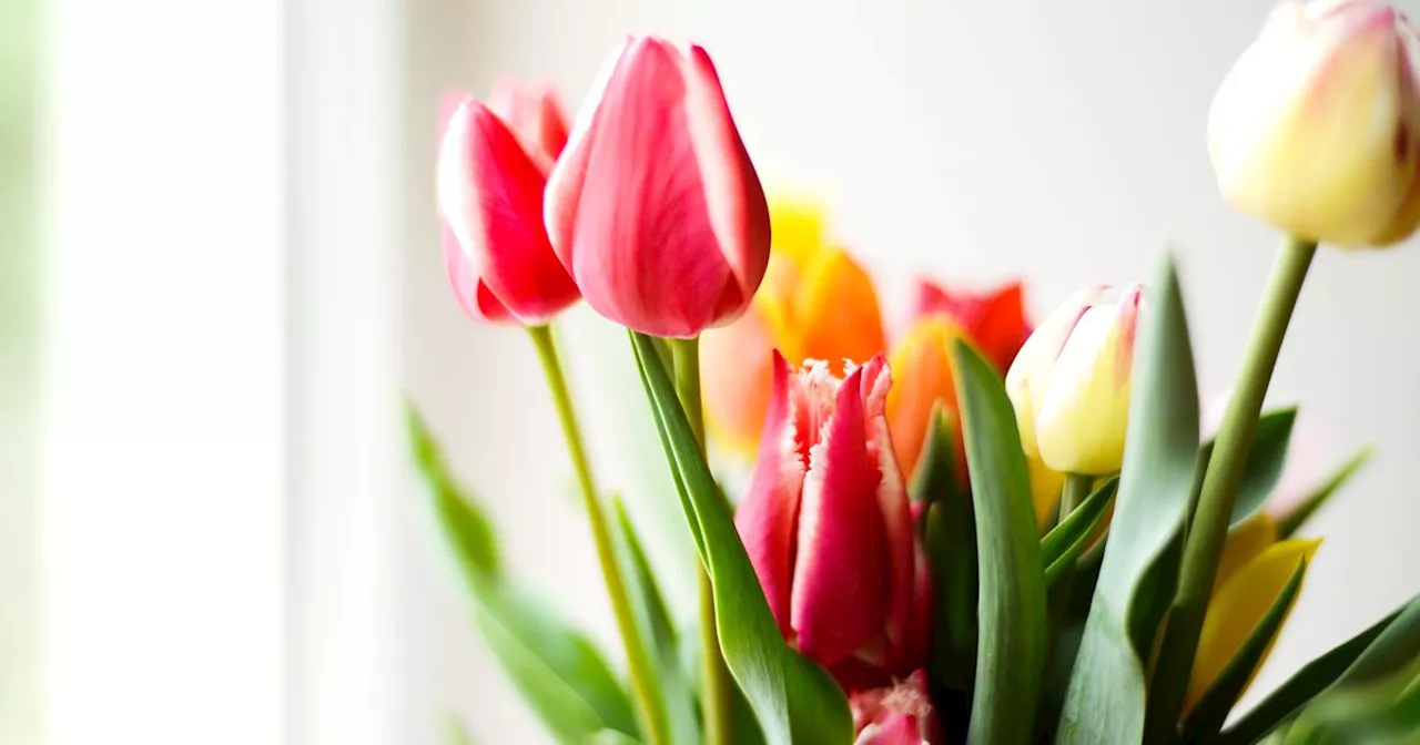 Mother's Day flowers that are toxic for pets which owners need to know