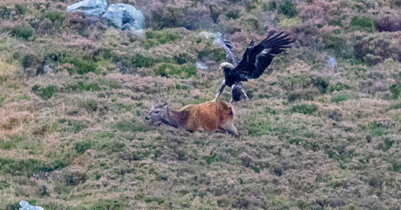 'Once-in-a-lifetime' Scottish wildlife photos show golden eagle swooping on deer