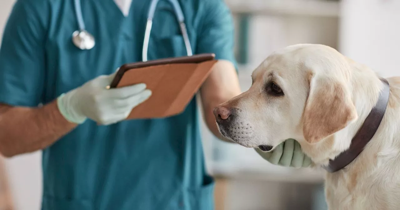 Vet explains heartbreaking way dogs feel when they know they're about to die