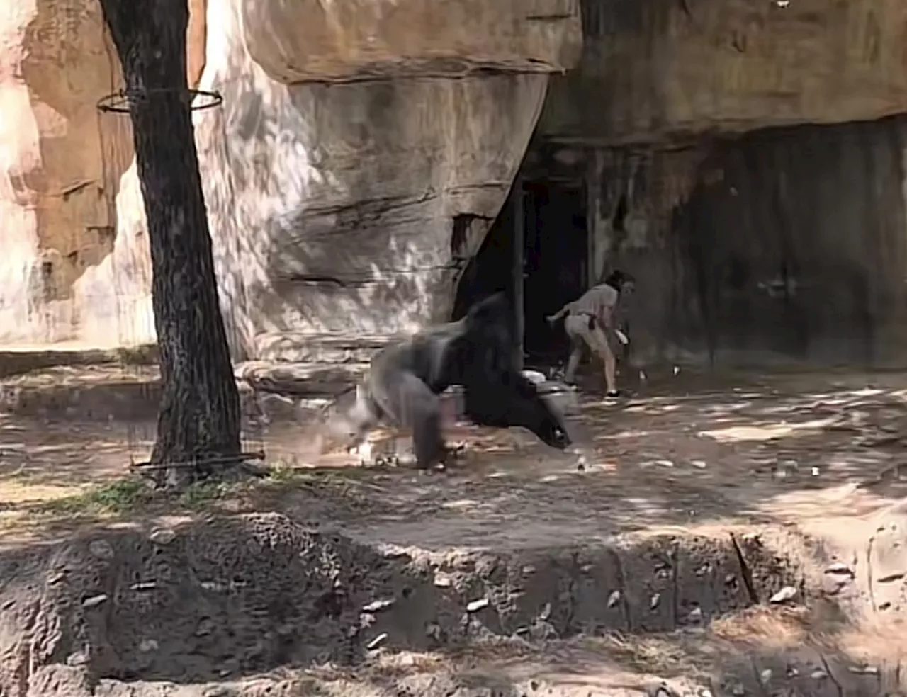 Viral Video Shows Fort Worth Zookeepers Trapped in Enclosure With Gorilla